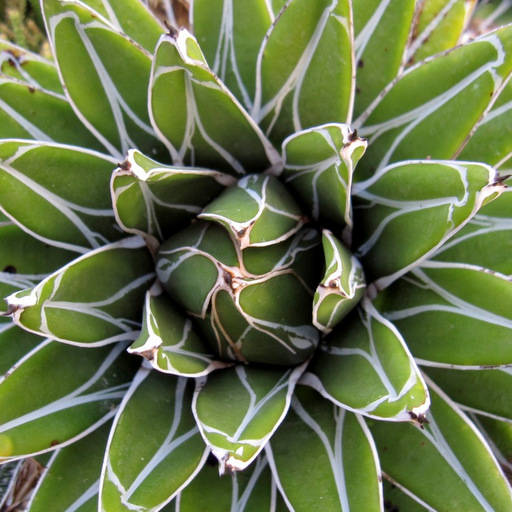 Agave victoriae-reginae v compacta